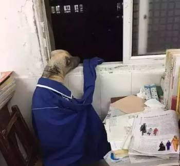 幼苞 我回头又望了望那株木棉海报