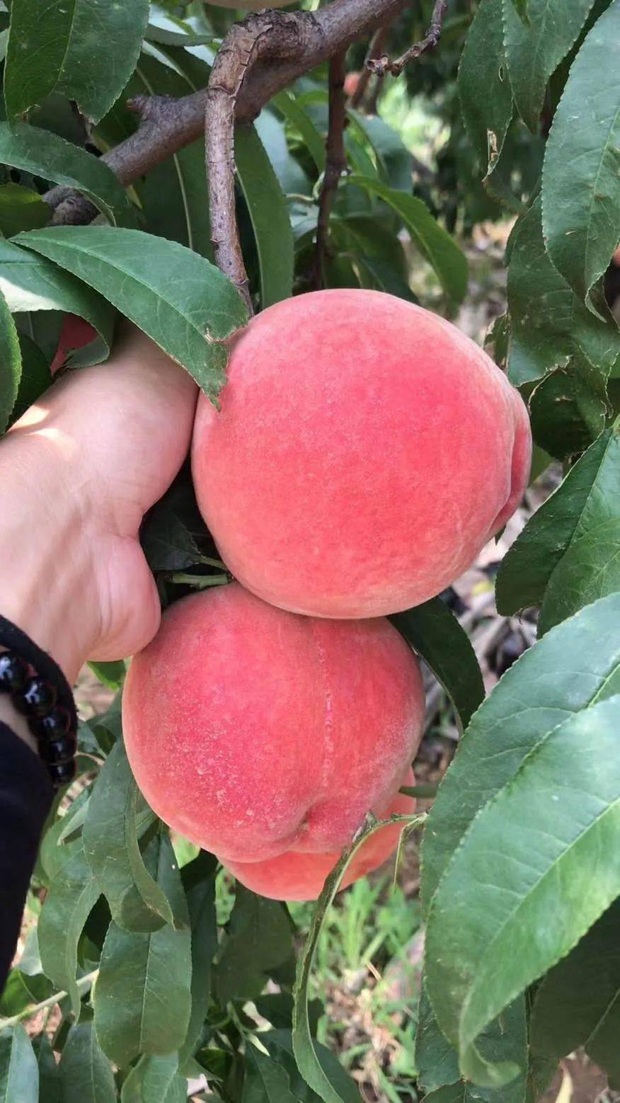 同人动画3d 动画这些“不规整”之处海报