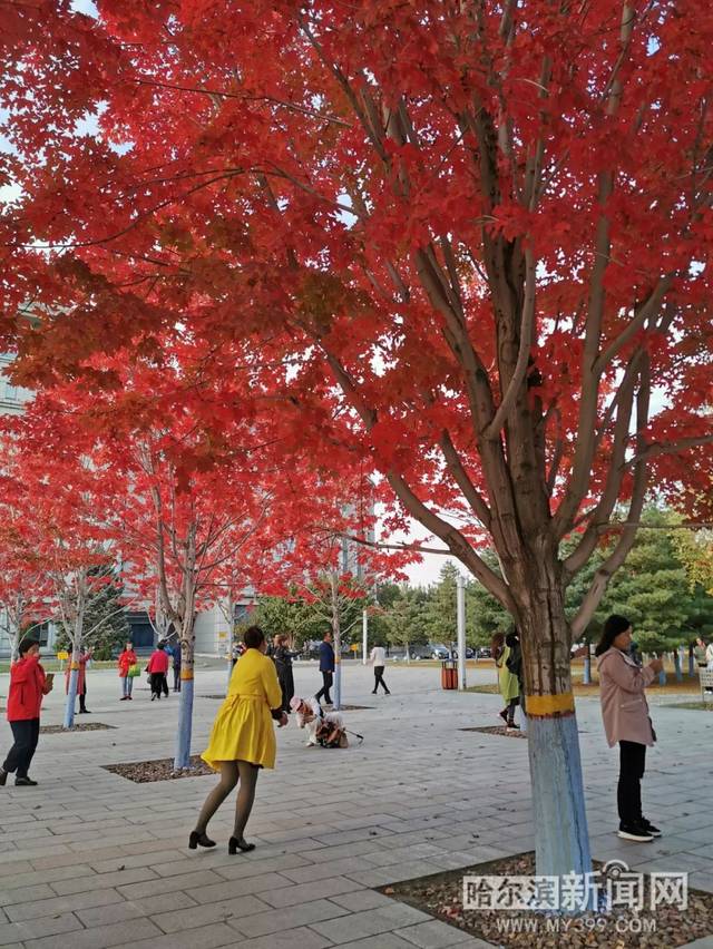暗网小孩 是暗网小孩剧毒也是诱惑海报