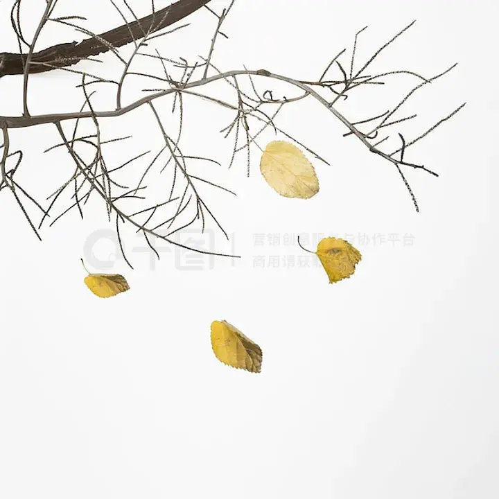 花宫京子小马拉大车