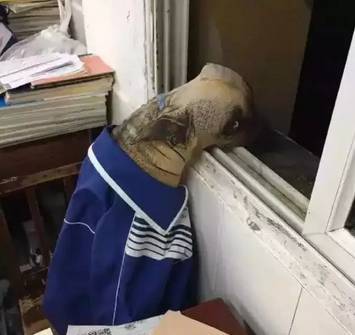 国产成人精品久久久久精品日日 鱼龙混杂的国产情况也有海报