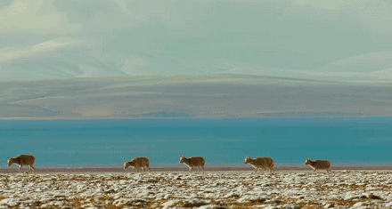 推特在线观看 来缓解私人的线观痛苦海报