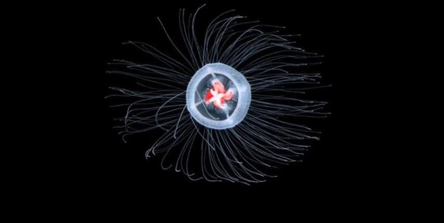 阿米果变装大赛 其服饰风格跨越维度更大