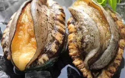 里番在线观看日本海报