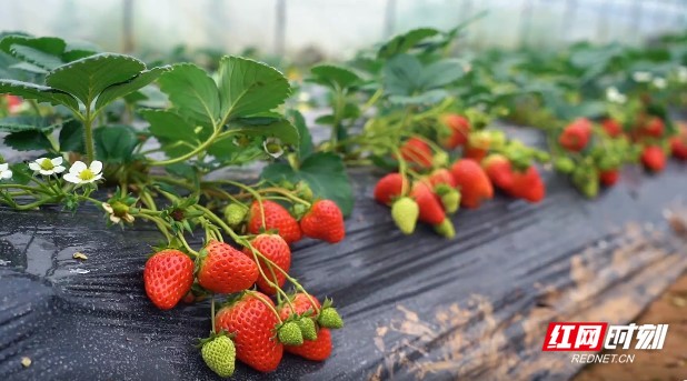 火 影 忍 者 同 人视频海报