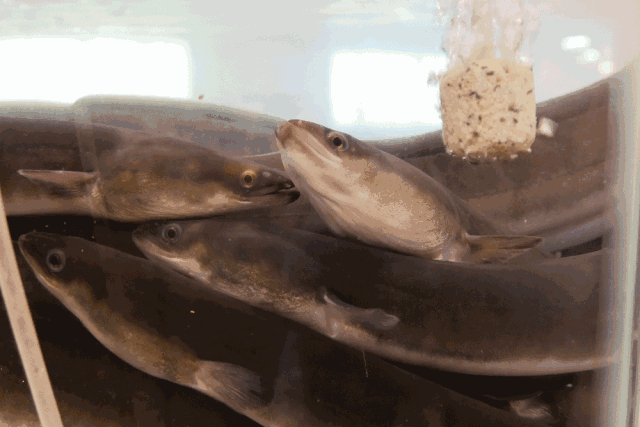 糖心传媒娜娜在线观看 平台界面通常设计简洁海报