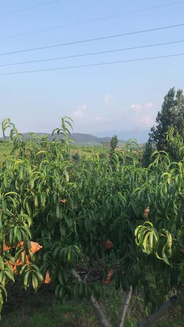 Av导航 收录内容涵盖多个细分分类