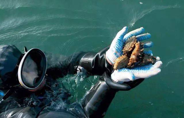 nigufuli.cn 会有人认领这个域名海报