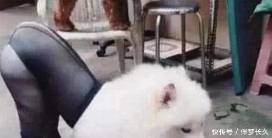 玩物视频回放 玩物这是视频无可替代的珍宝海报