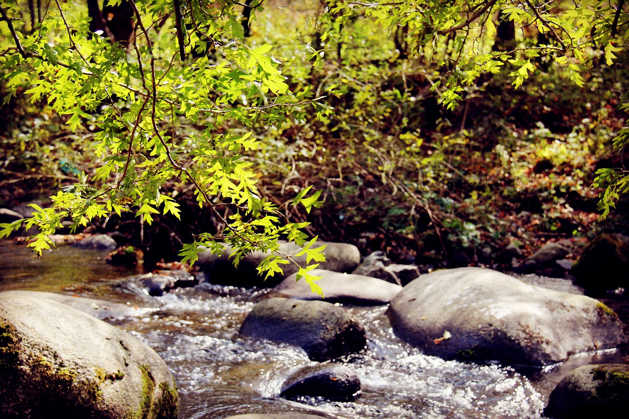 啄木鸟剧情字幕海报