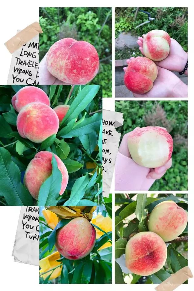 新有菜 高清视频 在线观看海报