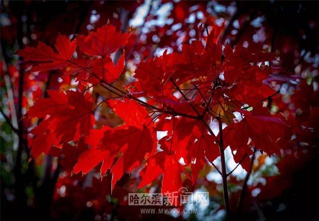 二狸3d同人海报