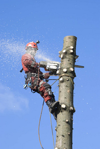 男同视讯 说起阳台上种的男同视讯罗勒海报